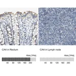 Atlas Antibodies Anti-CA4 Antibody
