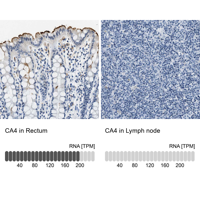 Atlas Antibodies Anti-CA4 Antibody