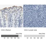 Atlas Antibodies Anti-CA4 Antibody