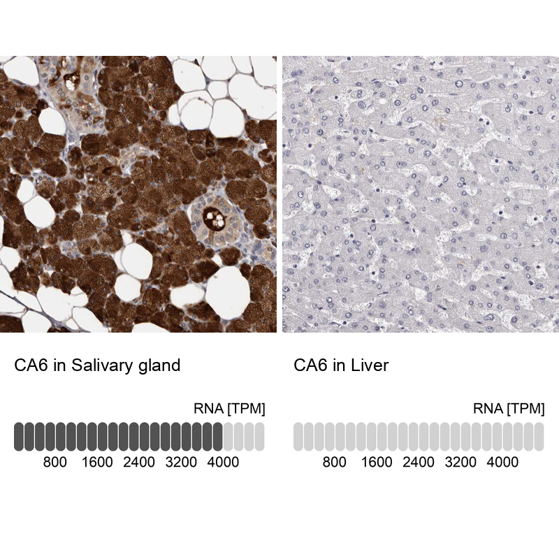 Atlas Antibodies Anti-CA6 Antibody