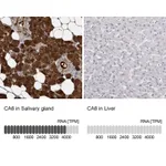 Atlas Antibodies Anti-CA6 Antibody