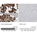Atlas Antibodies Anti-CA6 Antibody