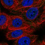 Atlas Antibodies Anti-CABLES2 Antibody