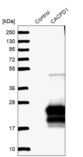 Atlas Antibodies Anti-CACFD1 Antibody