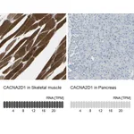 Atlas Antibodies Anti-CACNA2D1 Antibody