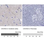 Atlas Antibodies Anti-CACNG3 Antibody
