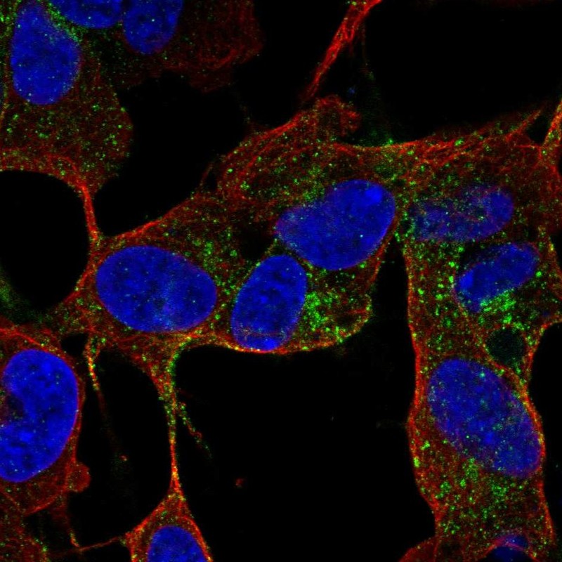 Atlas Antibodies Anti-CACNG4 Antibody