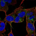 Atlas Antibodies Anti-CACNG4 Antibody