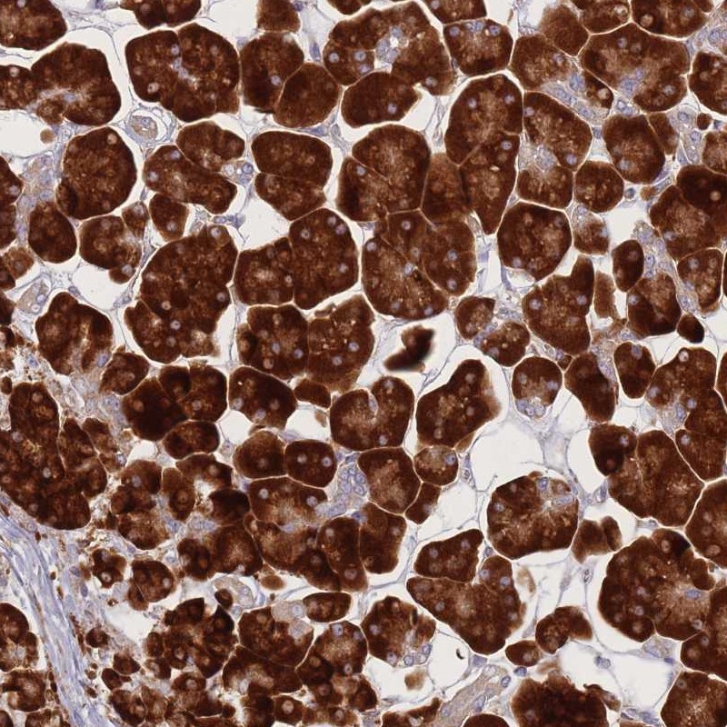 Atlas Antibodies Anti-CACNG5 Antibody