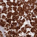 Atlas Antibodies Anti-CACNG5 Antibody