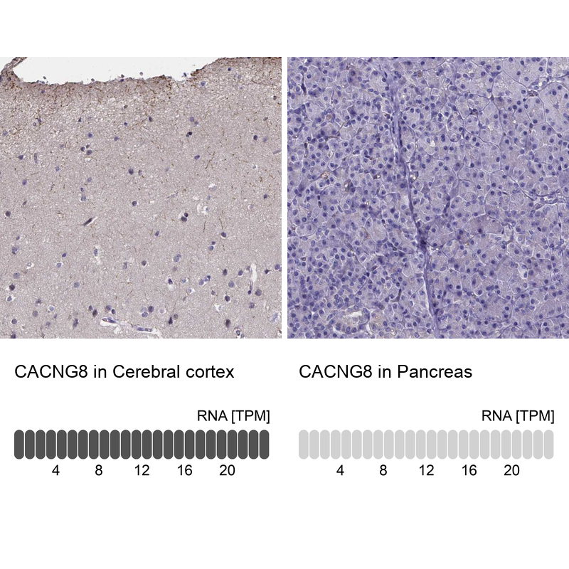 Atlas Antibodies Anti-CACNG8 Antibody