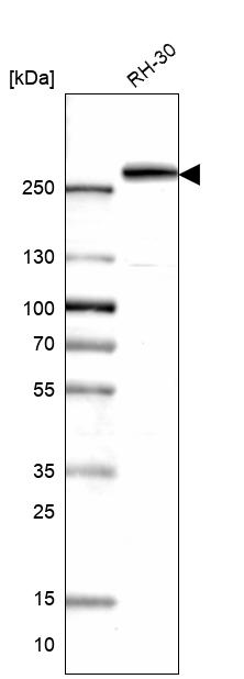 Atlas Antibodies Anti-CAD Antibody