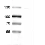 Atlas Antibodies Anti-CAD Antibody