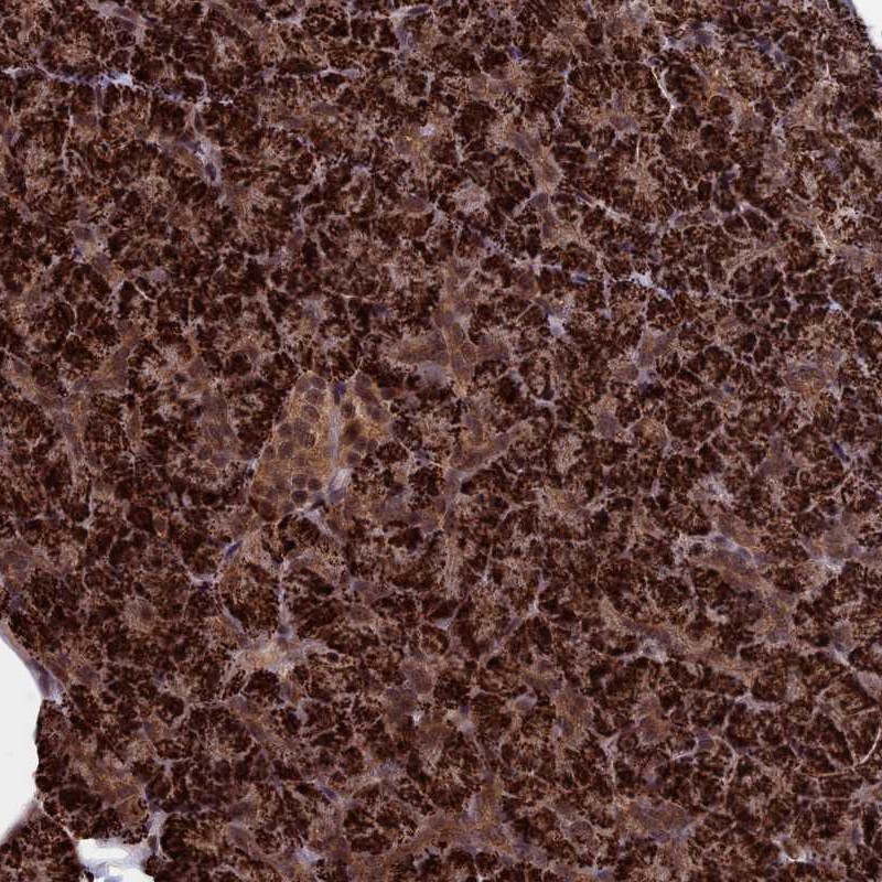 Atlas Antibodies Anti-CACTIN Antibody