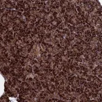 Atlas Antibodies Anti-CACTIN Antibody