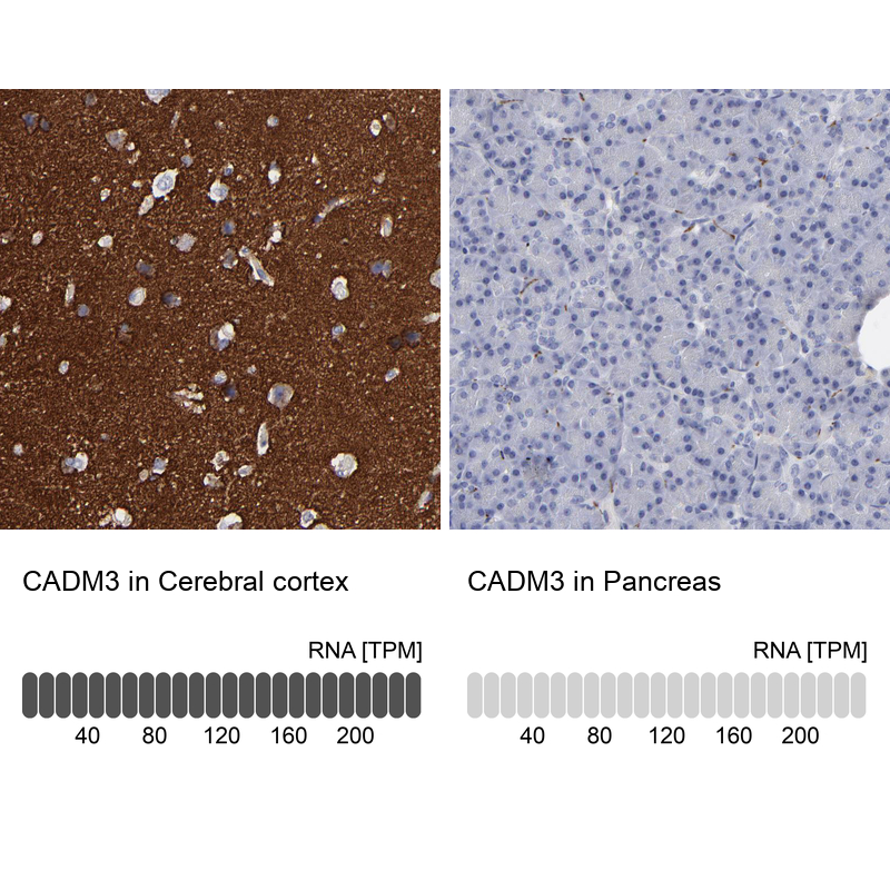 Atlas Antibodies Anti-CADM3 Antibody
