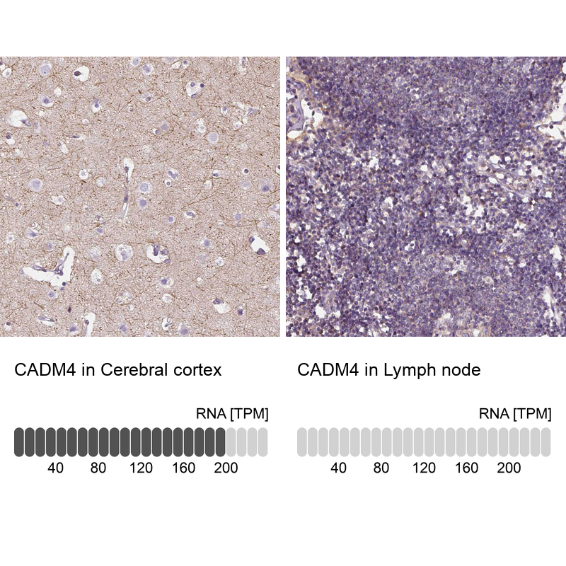 Atlas Antibodies Anti-CADM4 Antibody
