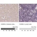 Atlas Antibodies Anti-CADM4 Antibody