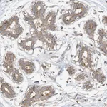 Atlas Antibodies Anti-CAGE1 Antibody