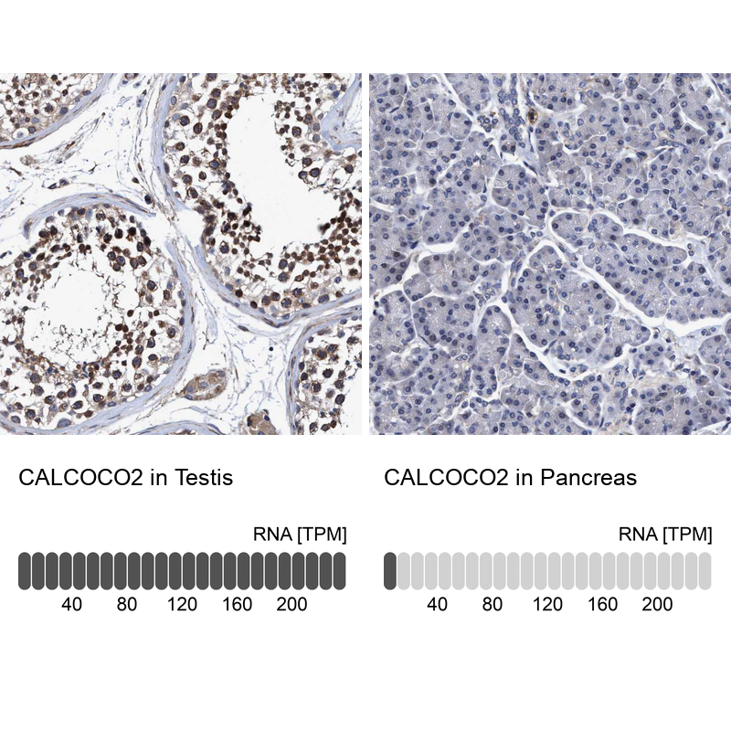 Atlas Antibodies Anti-CALCOCO2 Antibody