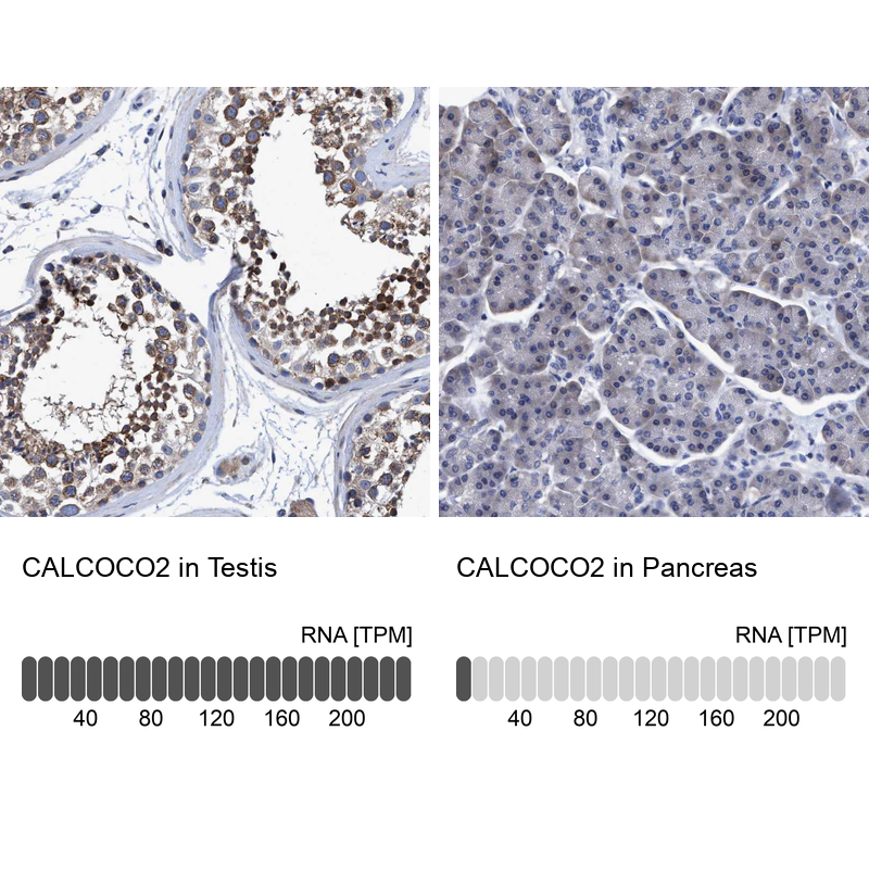 Atlas Antibodies Anti-CALCOCO2 Antibody