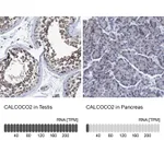 Atlas Antibodies Anti-CALCOCO2 Antibody