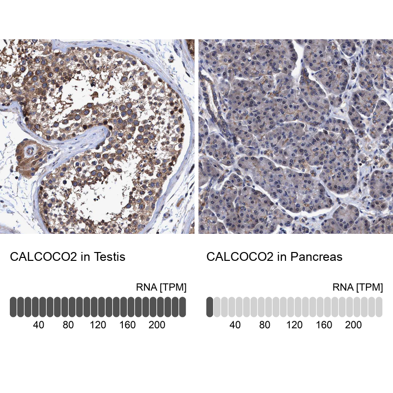 Atlas Antibodies Anti-CALCOCO2 Antibody