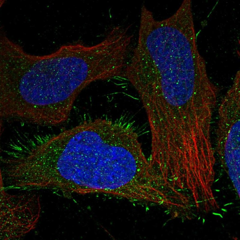 Atlas Antibodies Anti-CALCRL Antibody
