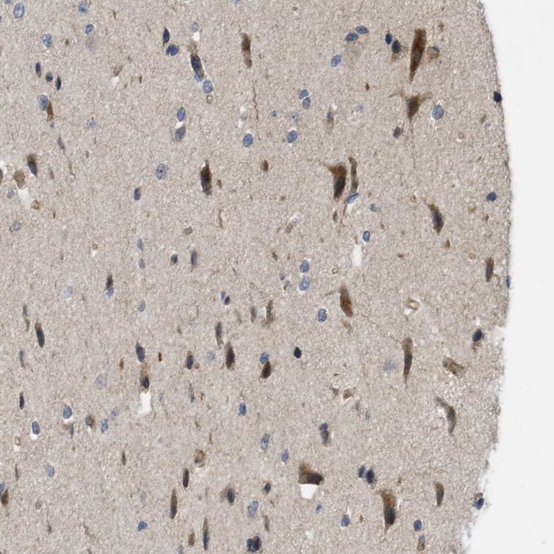 Atlas Antibodies Anti-CALHM1 Antibody