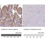 Atlas Antibodies Anti-CALML4 Antibody