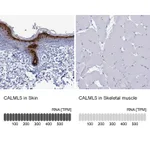 Atlas Antibodies Anti-CALML5 Antibody