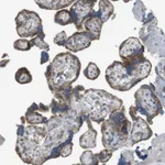 Atlas Antibodies Anti-CALHM2 Antibody