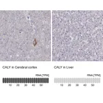 Atlas Antibodies Anti-CALY Antibody