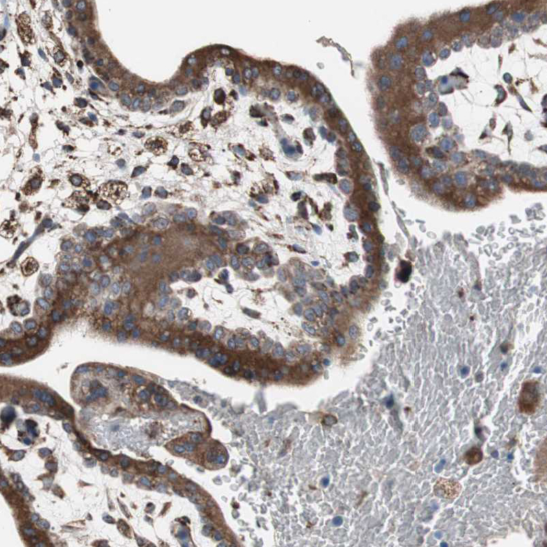 Atlas Antibodies Anti-CALU Antibody