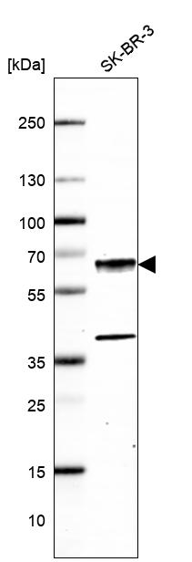 Atlas Antibodies Anti-CAMK2G Antibody
