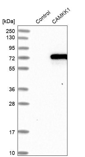 Atlas Antibodies Anti-CAMKK1 Antibody