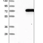 Atlas Antibodies Anti-CAMKK1 Antibody