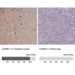 Atlas Antibodies Anti-CAMKV Antibody