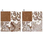 Atlas Antibodies Anti-CAMSAP2 Antibody