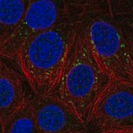Merck Anti-DSCAM antibody produced in rabbit