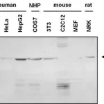 Thermo Fisher Scientific Goat anti-Mouse IgG, IgM (H+L) Cross-Adsorbed Secondary Antibody, HRP