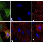 Thermo Fisher Scientific Donkey anti-Rat IgG (H+L) Secondary Antibody, FITC