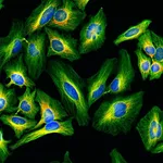 Thermo Fisher Scientific Goat anti-Rat IgG (H+L) Highly Cross-Adsorbed Secondary Antibody, Alexa Fluor Plus 488
