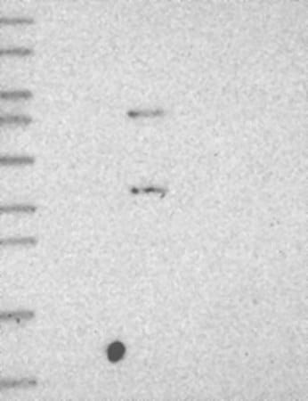 Merck Anti-C5AR1 antibody produced in rabbit