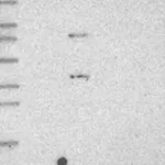 Merck Anti-C5AR1 antibody produced in rabbit