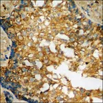 Merck Anti-phospho-IRS-1 (pSer636) antibody produced in rabbit