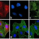 Thermo Fisher Scientific Chicken anti-Rat IgG (H+L) Cross-Adsorbed Secondary Antibody, Alexa Fluor 594