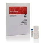 Thermo Fisher Scientific BrdUTP (5-Bromo-2`-Deoxyuridine 5`-Triphosphate), 10 mM in TE buffer