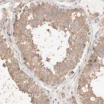Merck Anti-DEUP1 antibody produced in rabbit