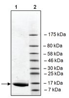 Merck BRD2 (65-187) HIS TAG HUMAN